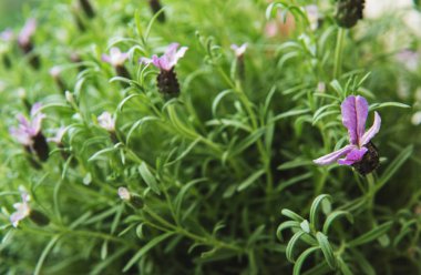 İspanyol lavanta çiçekleri doğal bir arka plan olarak