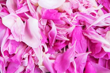 pembe peony çiçek yaprağı doğal bir arka plan olarak