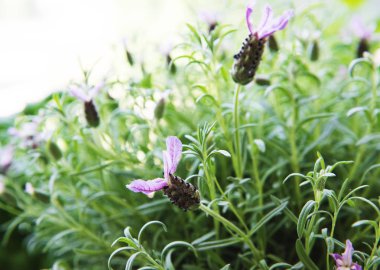 İspanyol lavanta çiçekleri doğal bir arka plan olarak