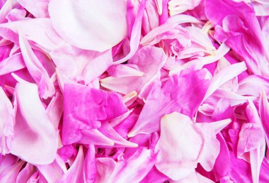 pembe peony çiçek yaprağı doğal bir arka plan olarak