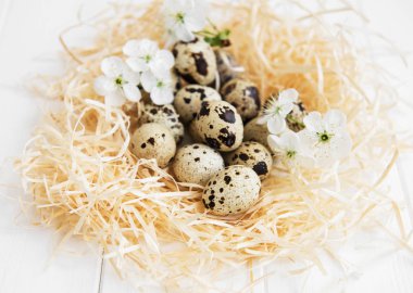 Yuva ile bıldırcın ve Bahar çiçeği