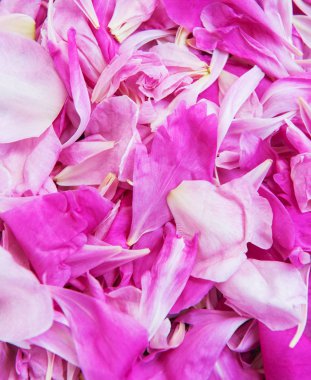 pembe peony çiçek yaprağı doğal bir arka plan olarak