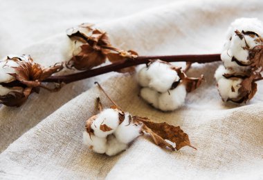 Gri kumaş pamuk çiçek. Tekstil arka plan