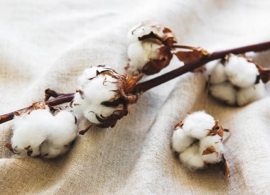 Gri kumaş pamuk çiçek. Tekstil arka plan