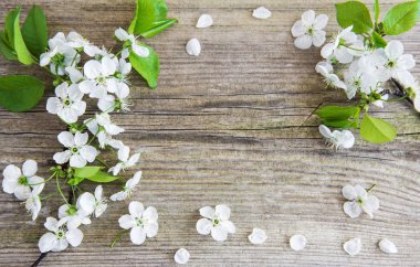 Bahar kiraz çiçeği