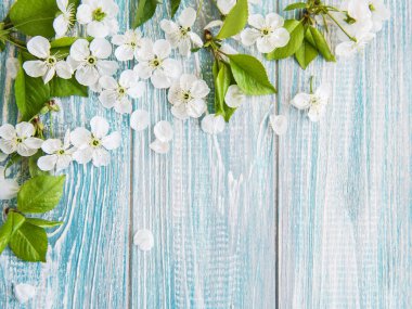 Bahar kiraz çiçeği