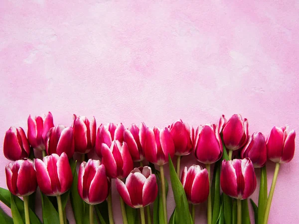 Pink spring tulips — Stock Photo, Image