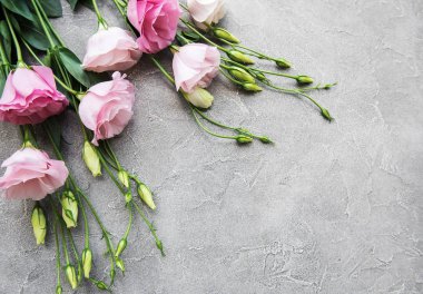 Taze pembe eustoma çiçek