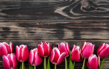 Pembe bahar laleleri