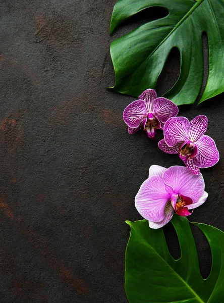 Folhas tropicais monstera e flores de orquídea — Fotografia de Stock