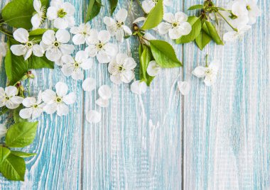 Bahar kiraz çiçeği