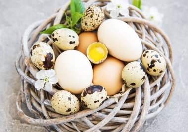 Yuva ile tavuk ve Bıldırcın yumurta