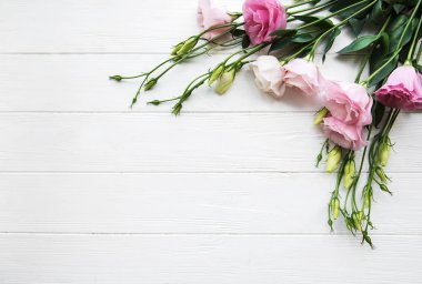 Taze pembe eustoma çiçek