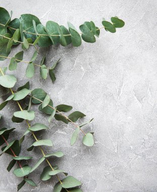 Somut bir arka planda okaliptüs dalları