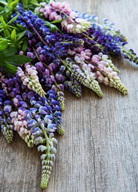 Pembe ve mor acı bakla çiçekler