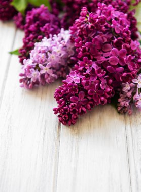 Leylak bahar çiçek sınır