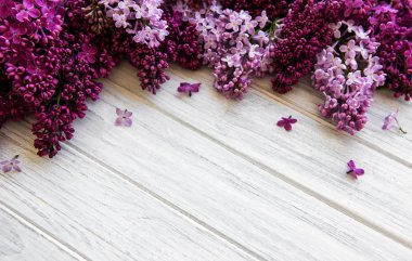 Leylak bahar çiçek sınır