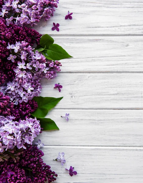 Lilac spring flower border — Stock Photo, Image