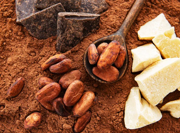 Cocoa beans and cocoa powder — Stock Photo, Image