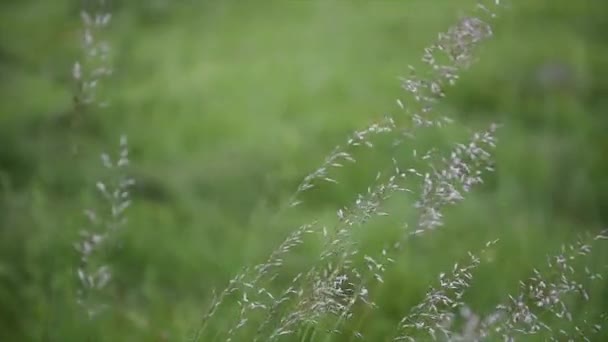 Gras Wiegt Sich Wind Auf Einem Feld — Stockvideo