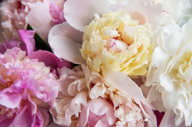 Bir nstural arka plan olarak pembe şakayık ile arka plan