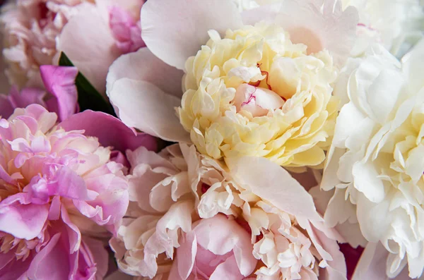 Bir nstural arka plan olarak pembe şakayık ile arka plan