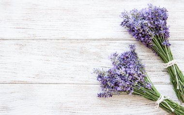 Taze lavanta çiçekleri