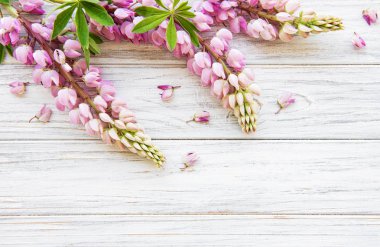 acı bakla pembe çiçekler