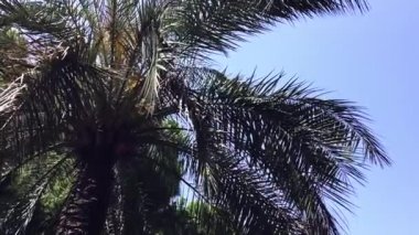 Palmiye ağaçları ve mavi gökyüzü arka planı