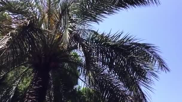 Palmbomen Blauwe Lucht Achtergrond — Stockvideo