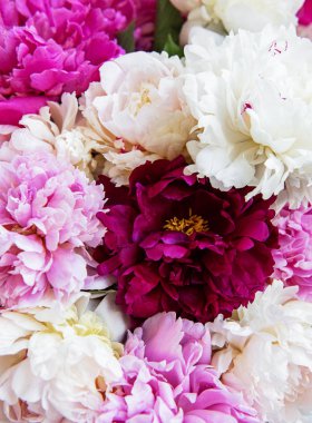 Bir arka plan olarak şakayık çiçekler