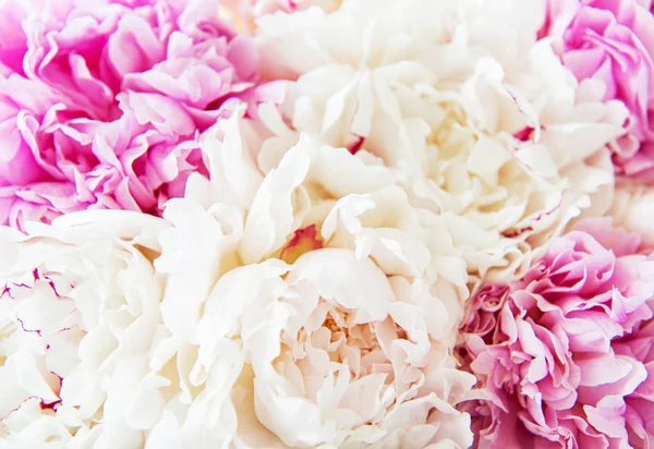 Bir arka plan olarak şakayık çiçekler