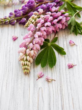 acı bakla pembe çiçekler