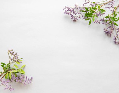 Beyaz arka planda kurumuş çiçekler