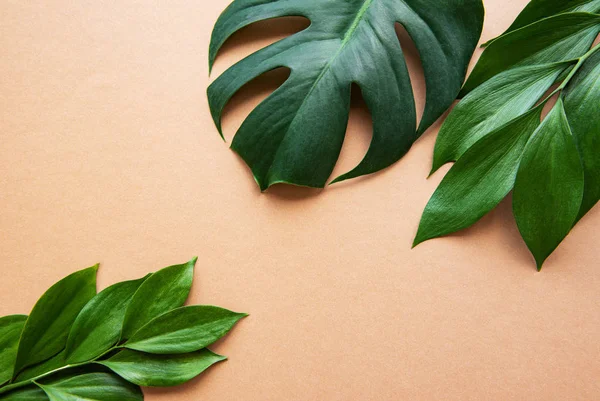 Tropiska löv och monstera blad — Stockfoto