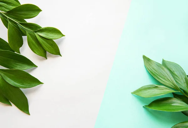 Green leaves on pastel background