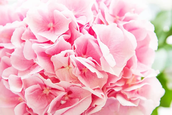 Ροζ άνθη Ορτανσία — Φωτογραφία Αρχείου