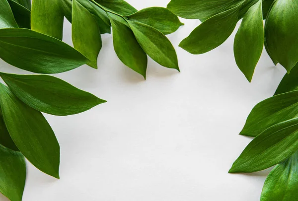 Hojas tropicales y hojas de monstera — Foto de Stock