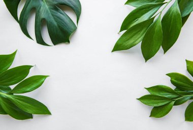 Tropikal yapraklar ve monstera yaprağı