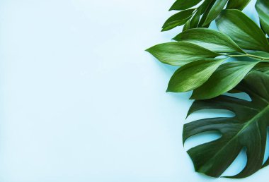 Tropikal yapraklar ve monstera yaprağı