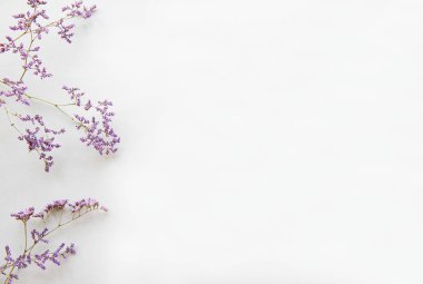 Beyaz arka planda kurumuş çiçekler