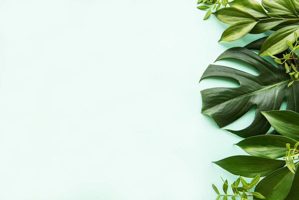 Tropical leaves and monstera leaf