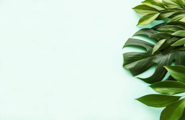 Tropikal yapraklar ve monstera yaprağı