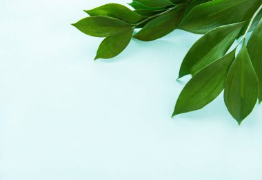 Nane arka plan üzerinde yeşil yaprakları