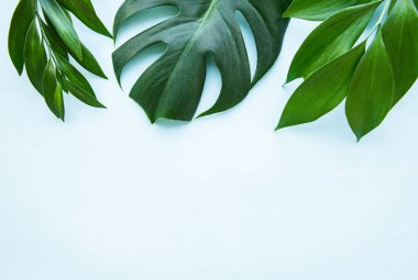 Tropikal yapraklar ve monstera yaprağı