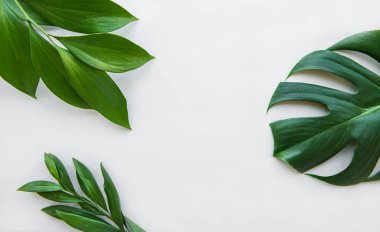 Tropikal yapraklar ve monstera yaprağı