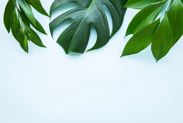 Tropiska löv och monstera blad — Stockfoto