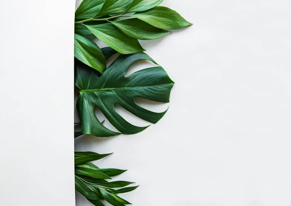 Folhas tropicais e folhas monstera — Fotografia de Stock