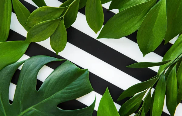 Folhas verdes em um fundo preto e branco — Fotografia de Stock