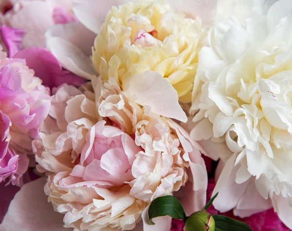 Sfondo Con Peonie Rosa Come Sfondo Nsturale — Foto Stock